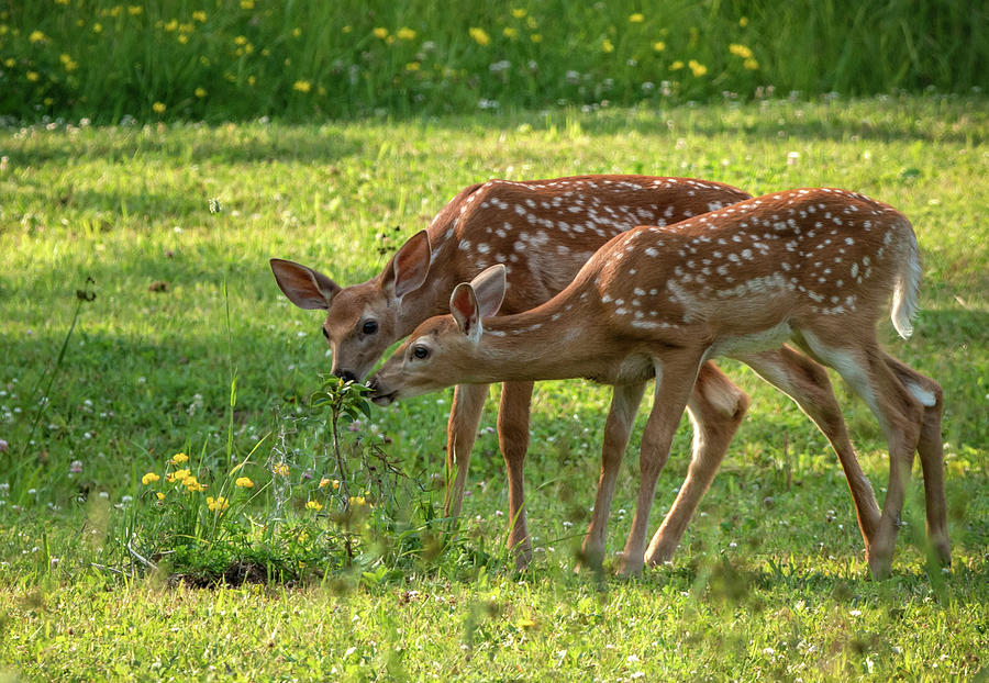 Twin Fawns Baby Deer Photograph by Sandra Js