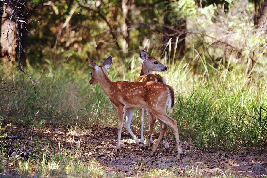 Twin Fawns in Shady Forest Photograph by Gaby Ethington
