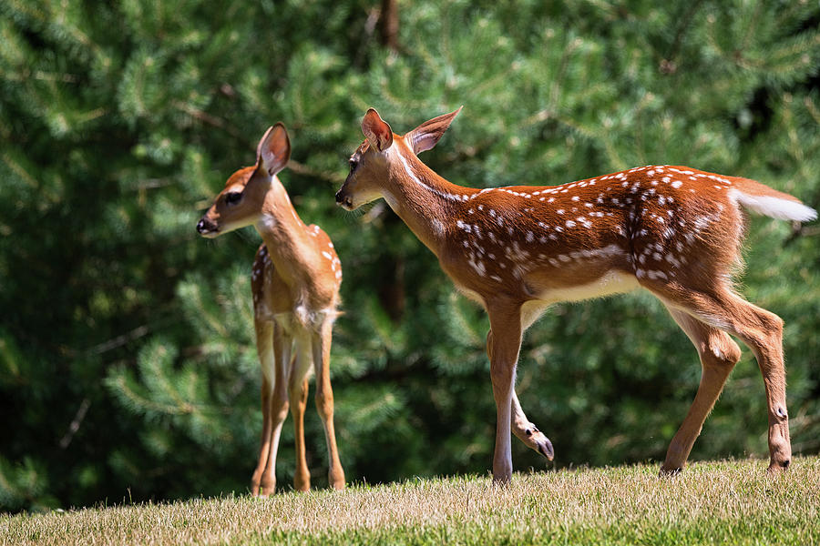 Twin Fawns Photograph by Penny Meyers