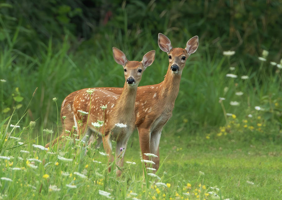 Twin Fawns Surrounded by Flowers Photograph by Sandra Js