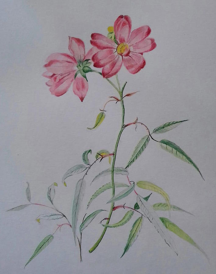 Twin flowers Drawing by Carolina Prieto Moreno