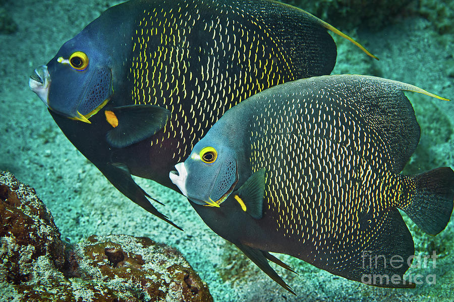 Twin French Angelfish FI9408 Photograph by Mark Graf