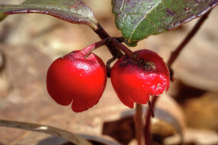 Macro Photograph - Twin fruits of a Glossy Buckthorn by Marj Esch Macro Photograph - Twin fruits of a Glossy Buckthorn by Marj Esch