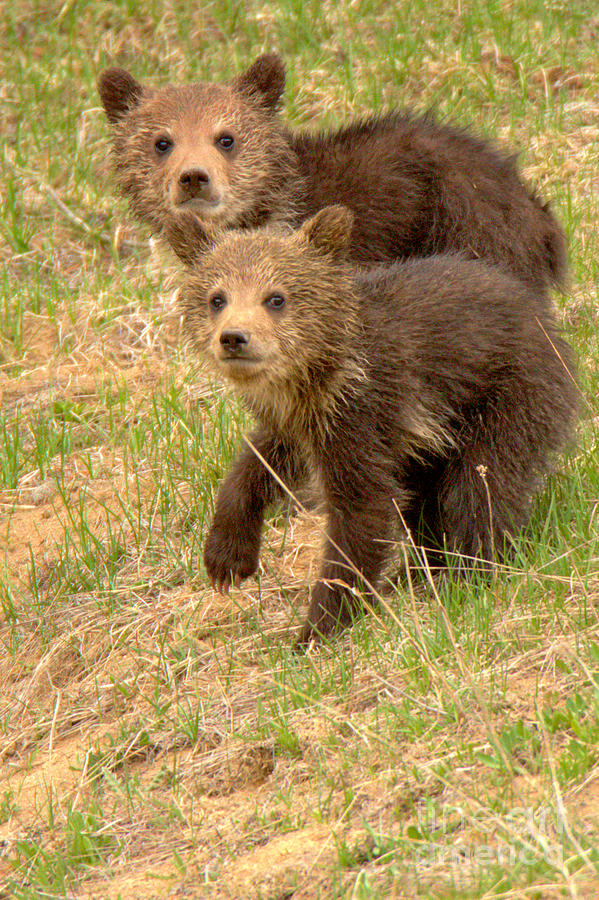 Twin Grizzly Cubs Of The Year Photograph by Adam Jewell