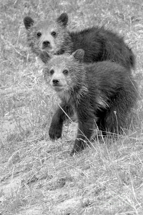 Twin Grizzly Cubs Of The Year Black And White Photograph by Adam Jewell