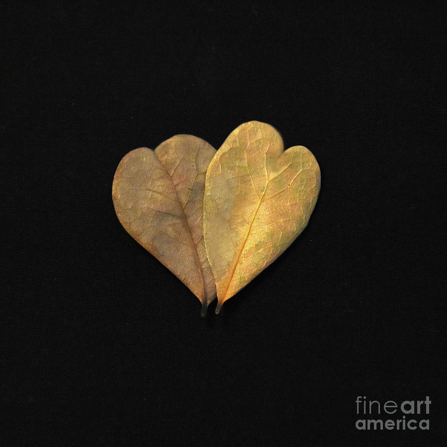 Twin heart leaves Photograph by Joanne McCurry
