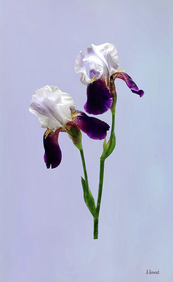 Twin Irises Maroon and White Photograph by Susan Savad