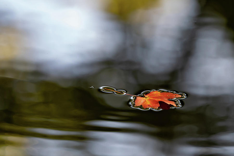 Twin Lakes Red Photograph by Kevin Suttlehan