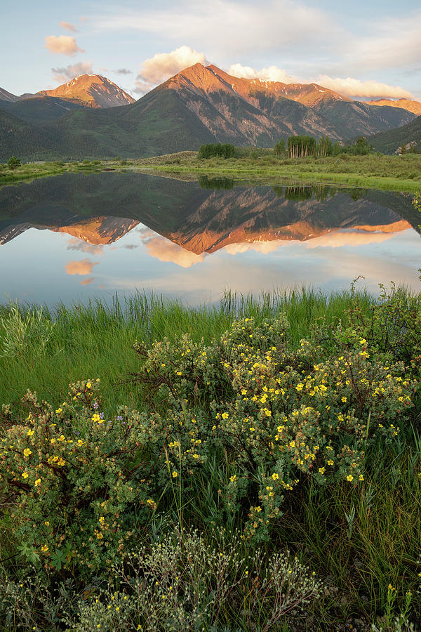 Twin Lakes Wildflowers Photograph by Aaron Spong