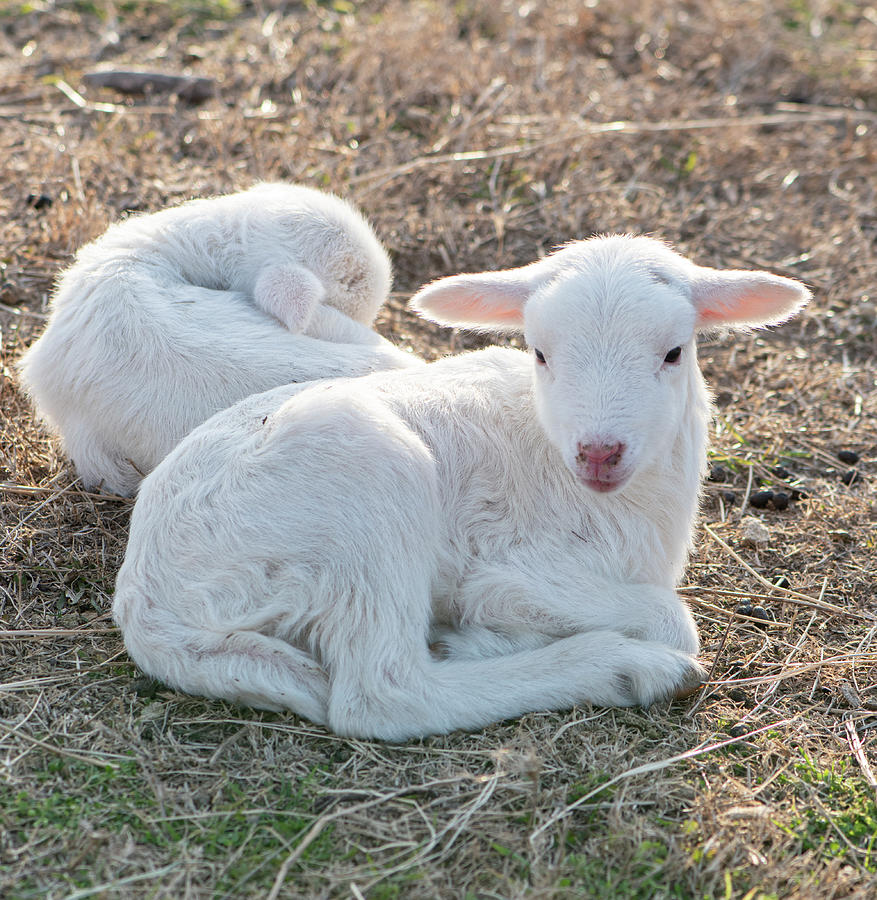 Sheep Photograph - Twin Lambs by Phil And Karen Rispin