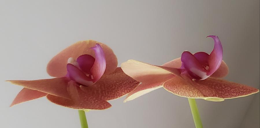 Twin Orchids Photograph by Christina McGoran