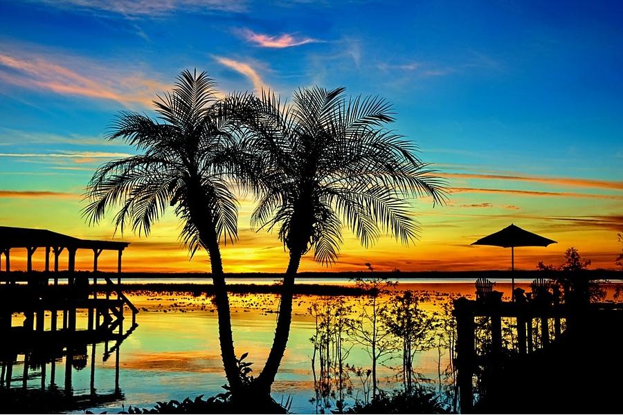 Twin Palm Trees Photograph by Joe De Figueiredo