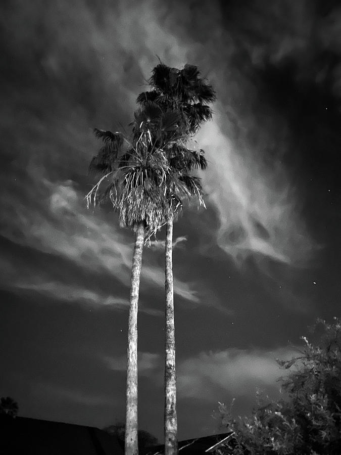 Twin Palms at Square One Ranch Photograph by Grey Coopre