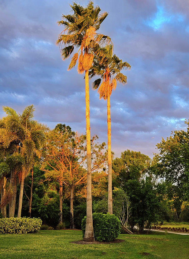 Twin Palms at Sunrise Photograph by Susan Molnar