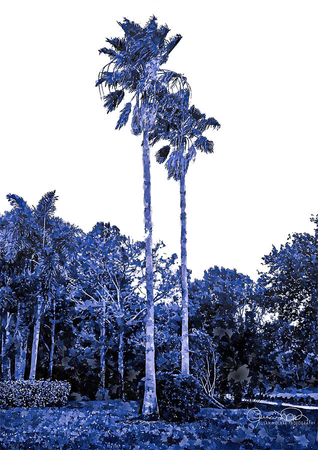 Twin Palms in Blue Photograph by Susan Molnar