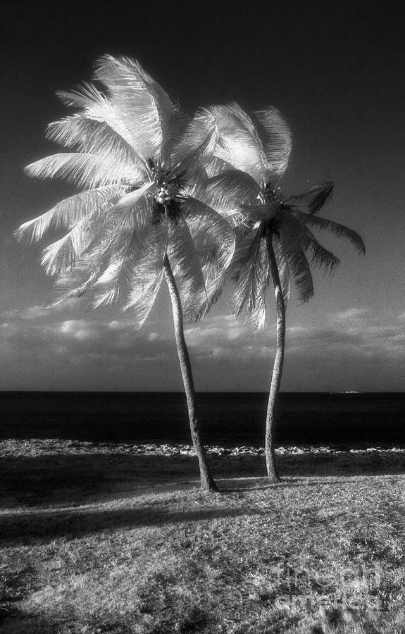 Beach Photograph - Twin Palms by Richard Rizzo