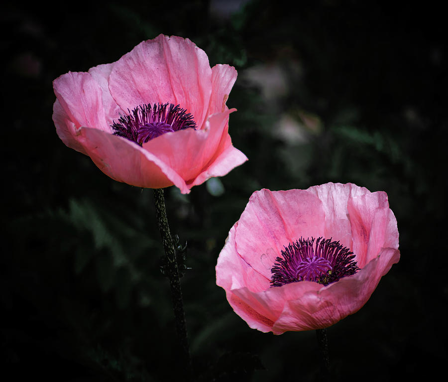 Twin Pink Poppies Photograph by Len Bomba