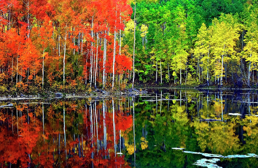 Tree Photograph - Twin Ponds Reflection by Mango Art