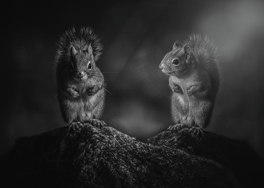 Nature Photograph - Twin Red Squirrels by Bob Orsillo