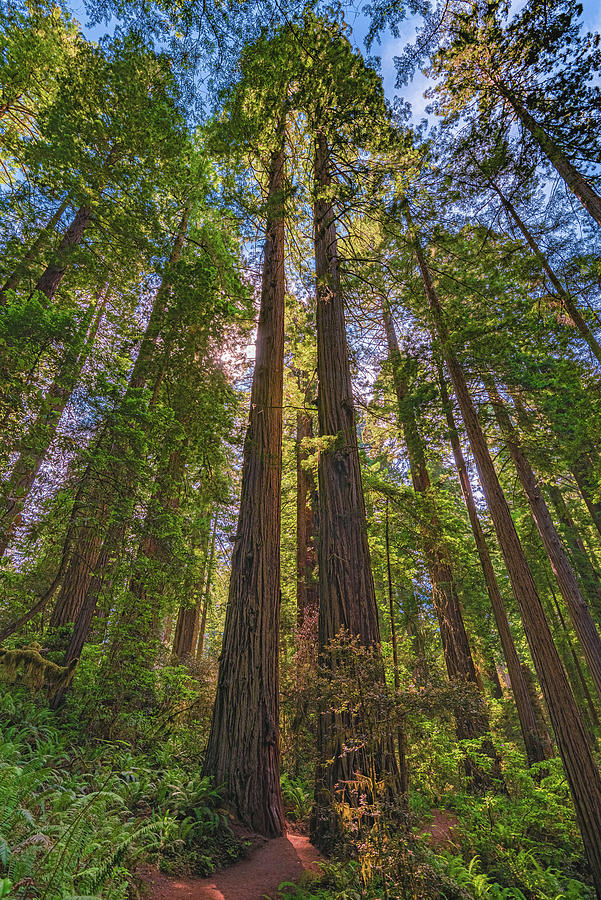 Twin Redwoods, California Photograph by Abbie Matthews