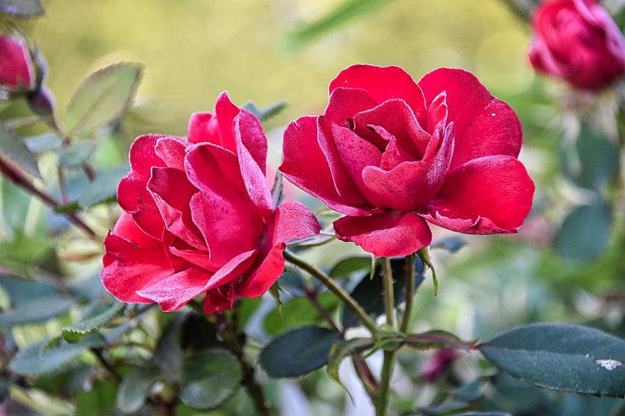 Twin Roses Photograph by Linda Brown