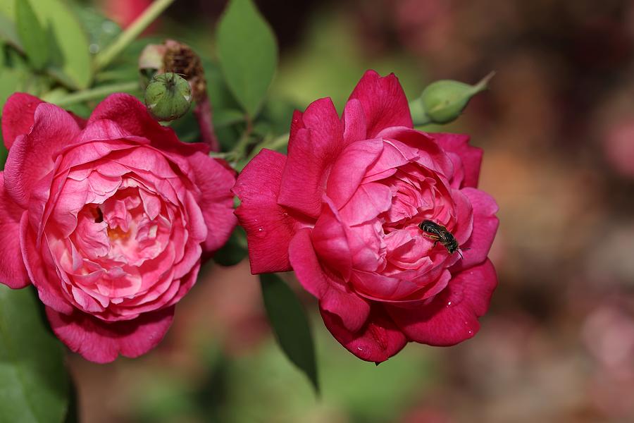 Twin Roses Photograph by Mingming Jiang