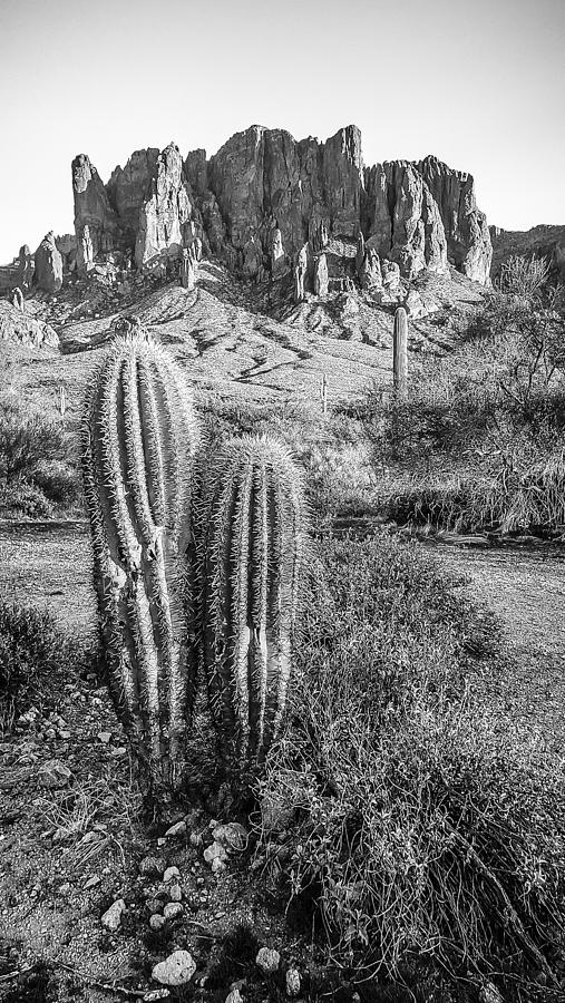 Twin Saguaros Photograph