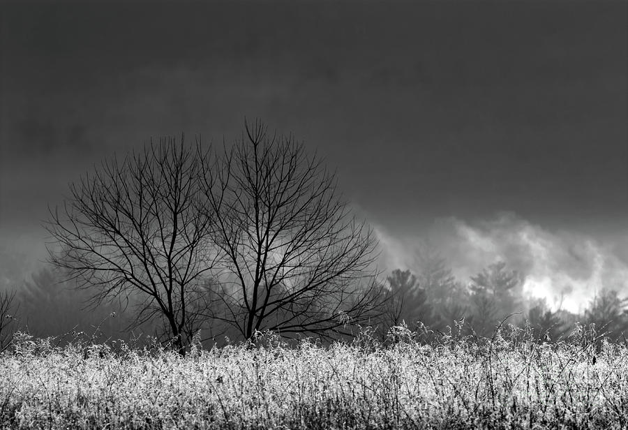 Twin Trees Photograph by Douglas Stucky