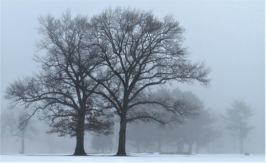 Twin Trees in the Fog Photograph by Linda Stern