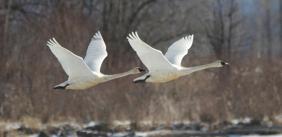 Twin Trumpeter Swans Photograph by Whispering Peaks Photography