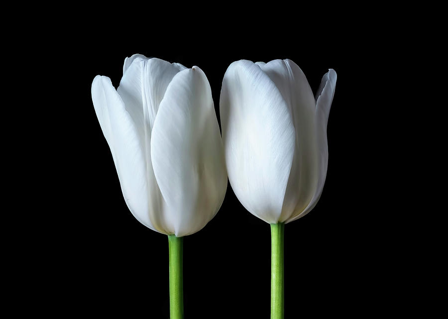 Nature Photograph - Twin Tulip by Federico Pico