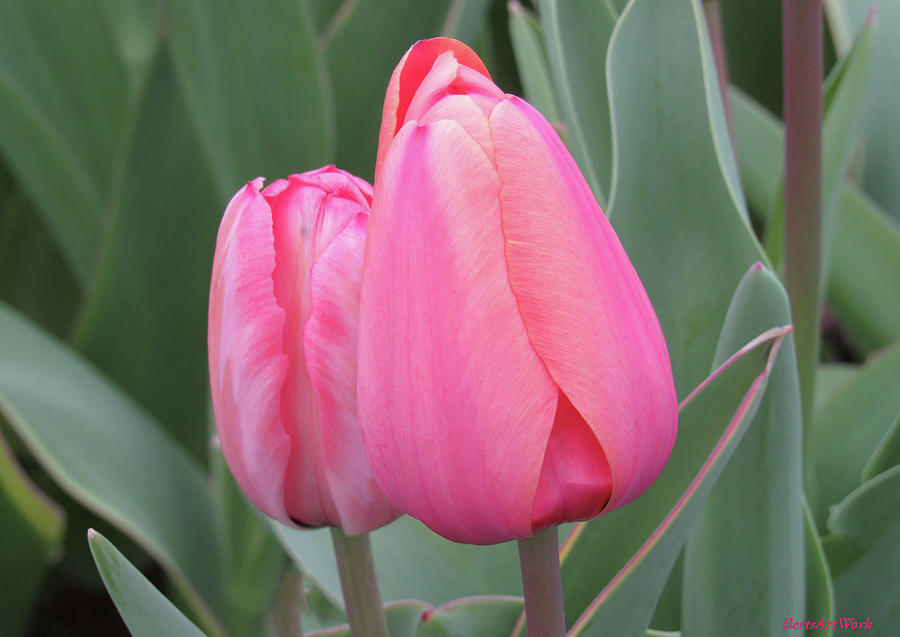 Twin Tulips Photograph by Roberta Byram