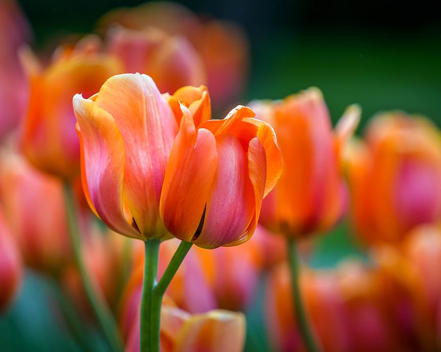 Twin Tulips Photograph by Susan Rydberg