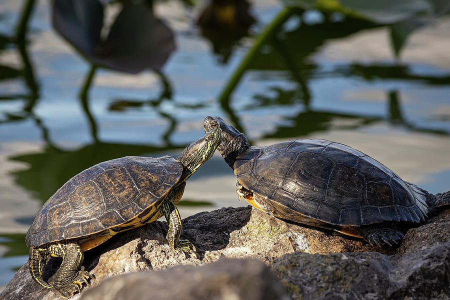 Best Buddies on the Rocks Photograph by Wendy Woodell - Fine Art America