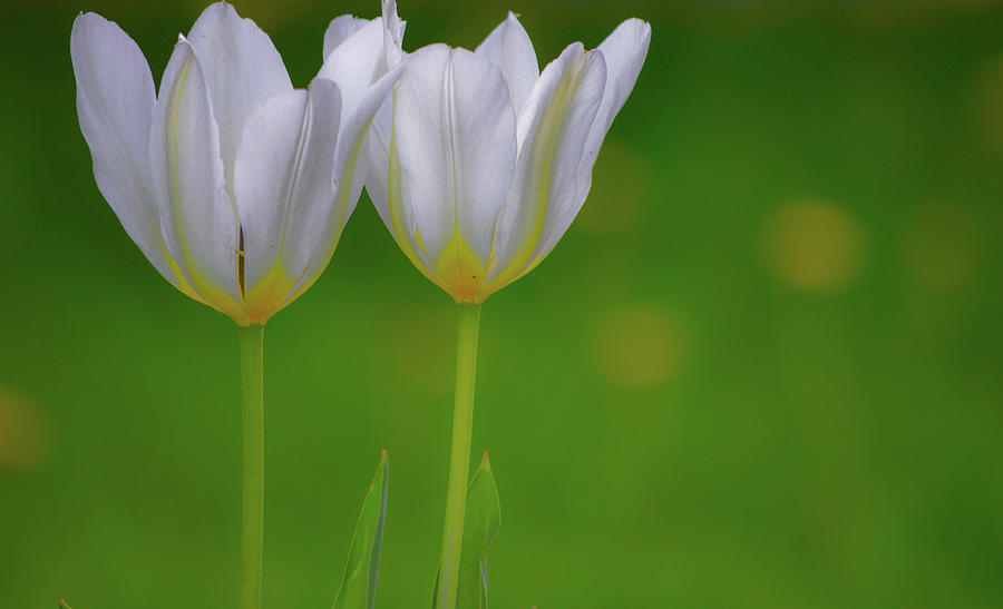 Twin White Tulips Photograph by Joan Han