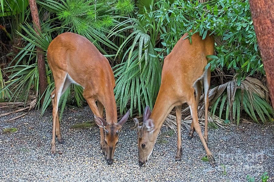 Twin Young Bucks Photograph by Deborah Benoit