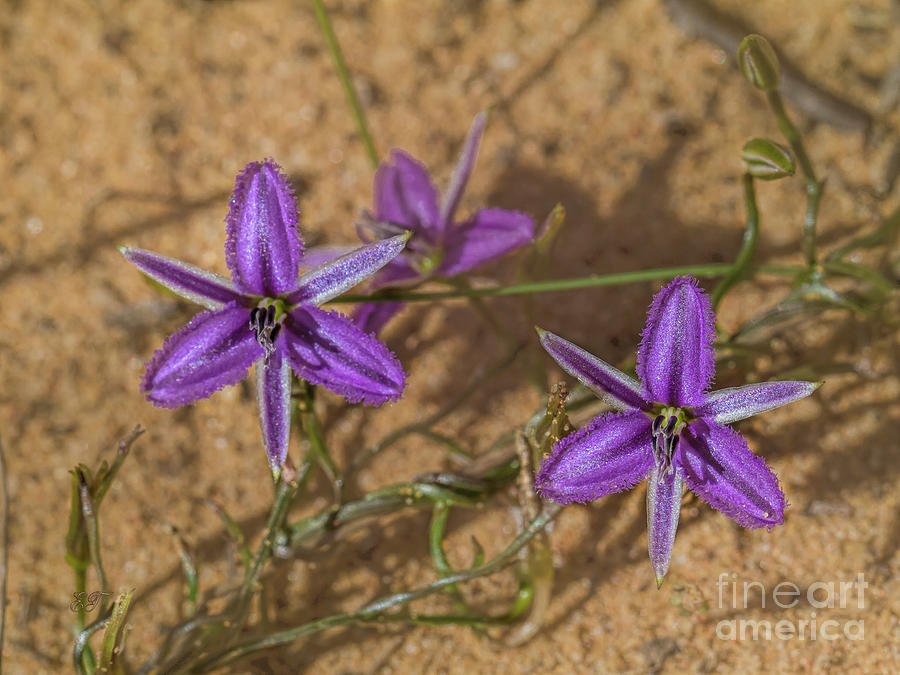 Twining Fringe Lily Thysanotus patersonii #2 Photograph by Elaine Teague