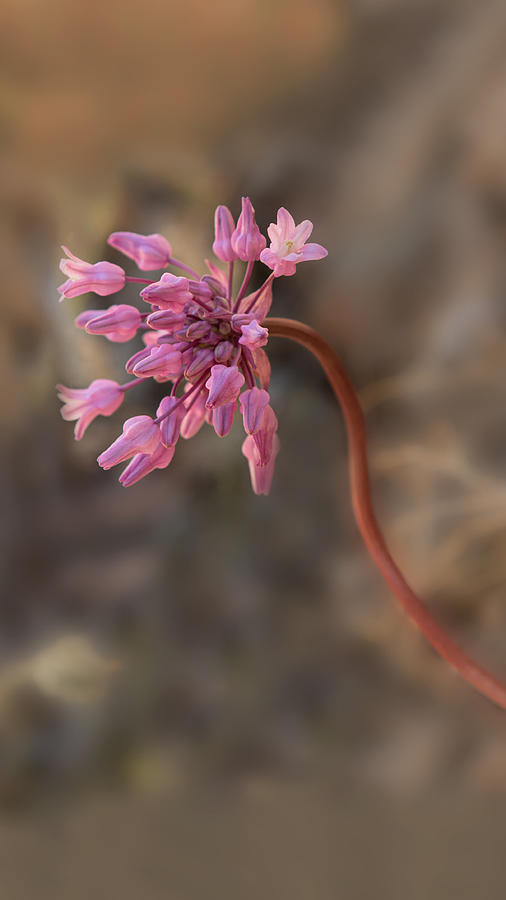 Snake Photograph - Twining snakelily, Dichelostemma volubile by Alessandra RC