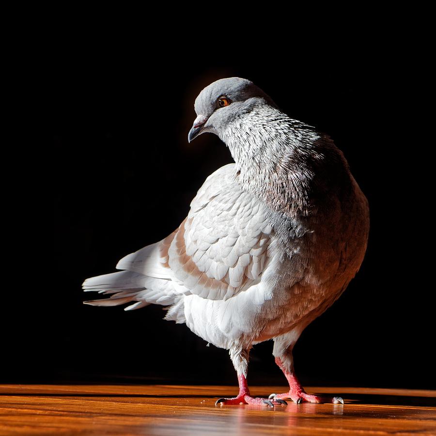 Twinkle-toes - Homing Pigeon Photograph by KJ Swan