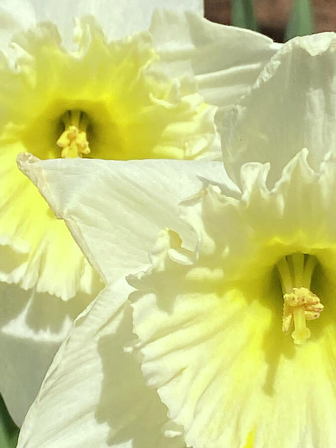 Daffodil Twins Photograph