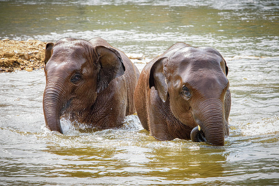 Elephant Nature Park Photograph - Twins by Marla Brown