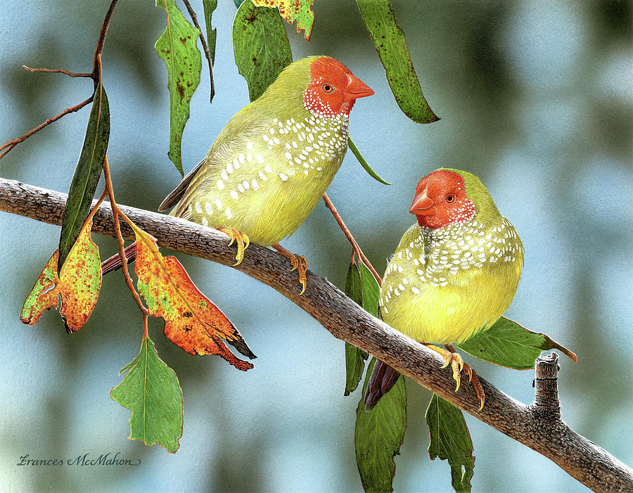 Bird Painting - Twins - Star Finches by Frances McMahon Watercolour Bird Artist