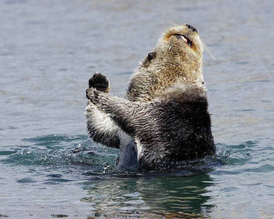 Twist and Shout -- Sea Otter in Morro Bay, California Photograph by Darin Volpe