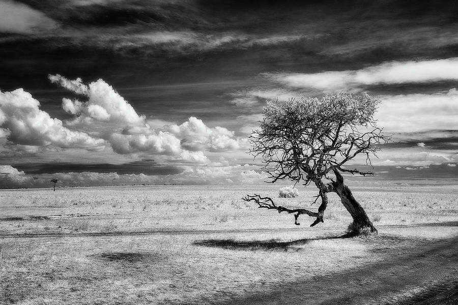 Twisted Acacia tree in infrared Photograph by Murray Rudd