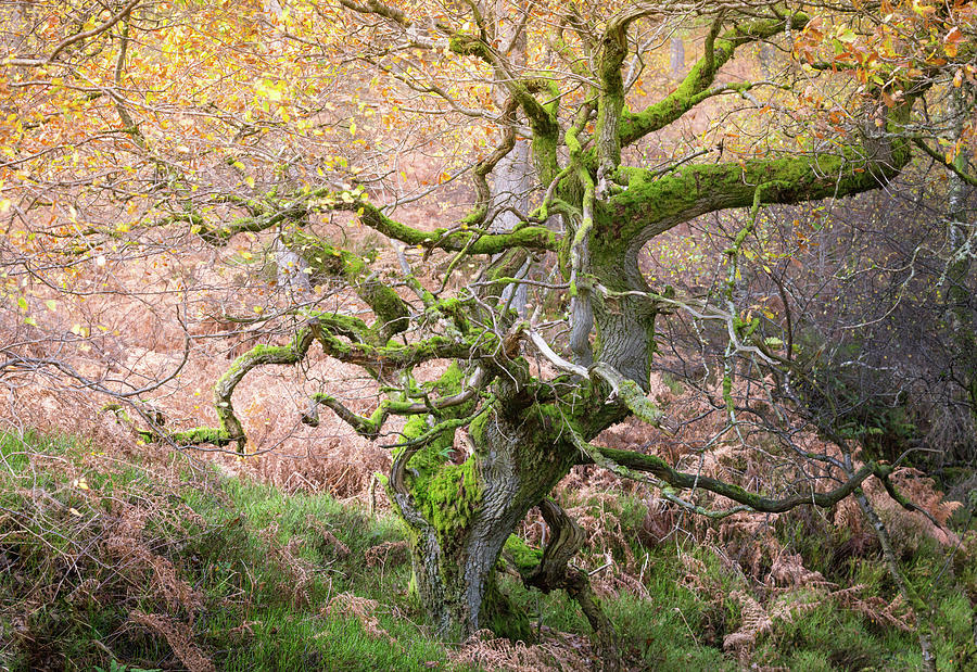 Twisted ancient oak tree in Autumn Photograph by Anita Nicholson