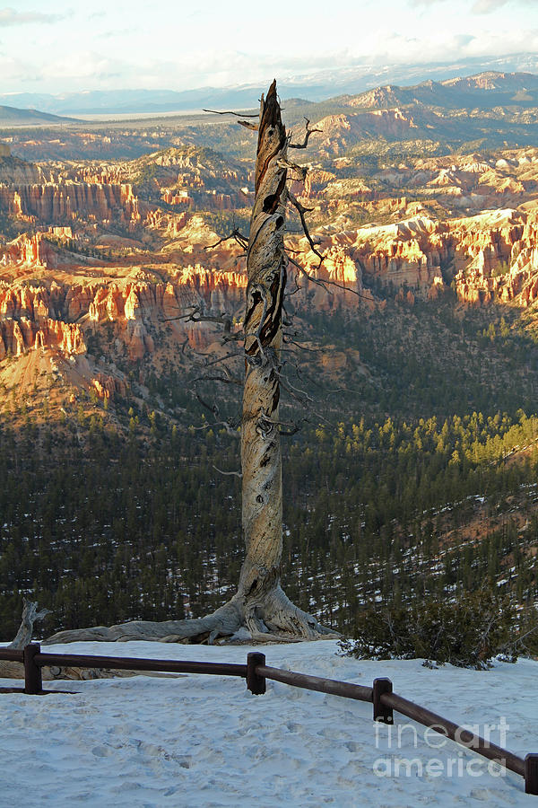 Sunset Photograph - Twisted and Broken Tree at Bryce Canyon 2321 by Jack Schultz
