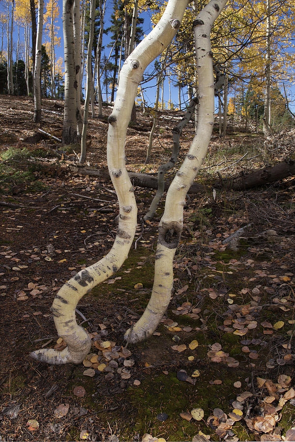 Twisted Aspens Photograph by Tom Daniel