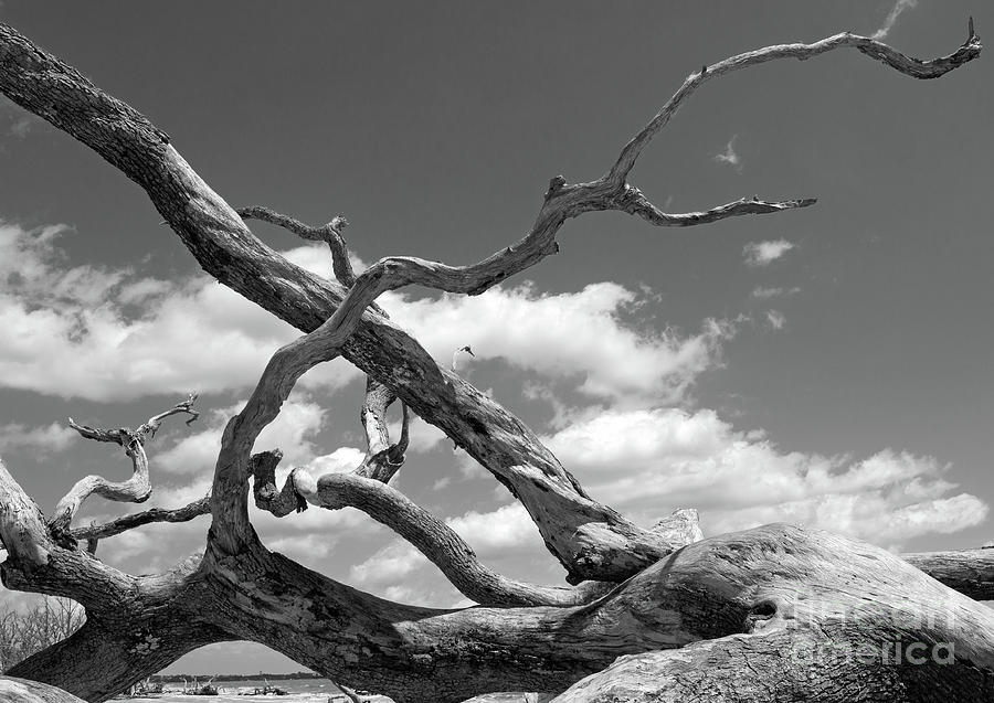 Twisted B/W Photograph by Mary Haber
