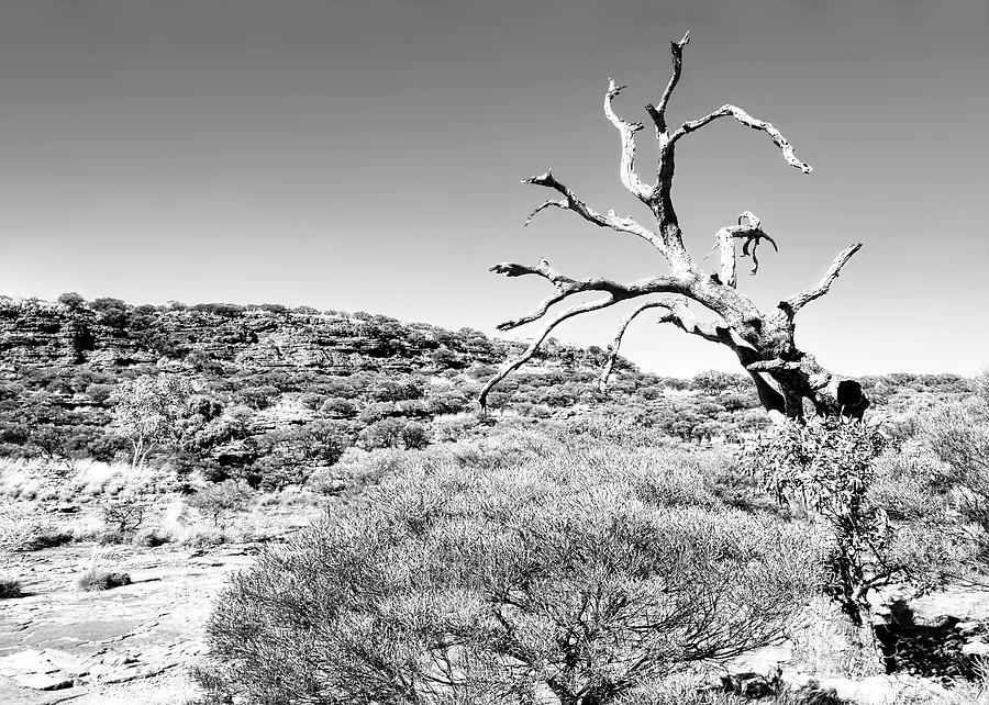 Twisted Bare Tree - Kings Canyon - BW Photograph by Lexa Harpell
