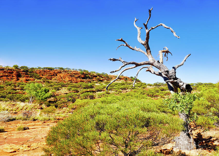 Twisted Bare Tree - Kings Canyon  Photograph by Lexa Harpell